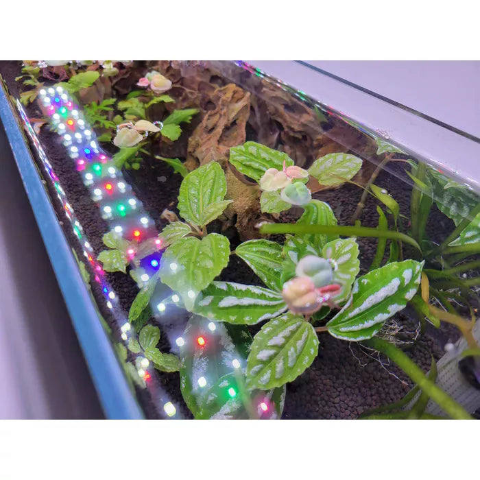 Ultra Low Iron Bookshelf Aquarium Kit